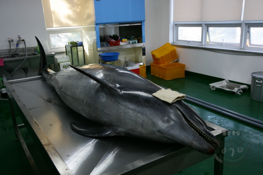 고래사체부검 의 사진