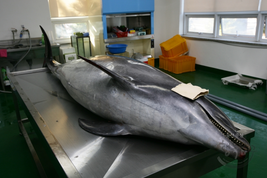 고래사체부검 의 사진