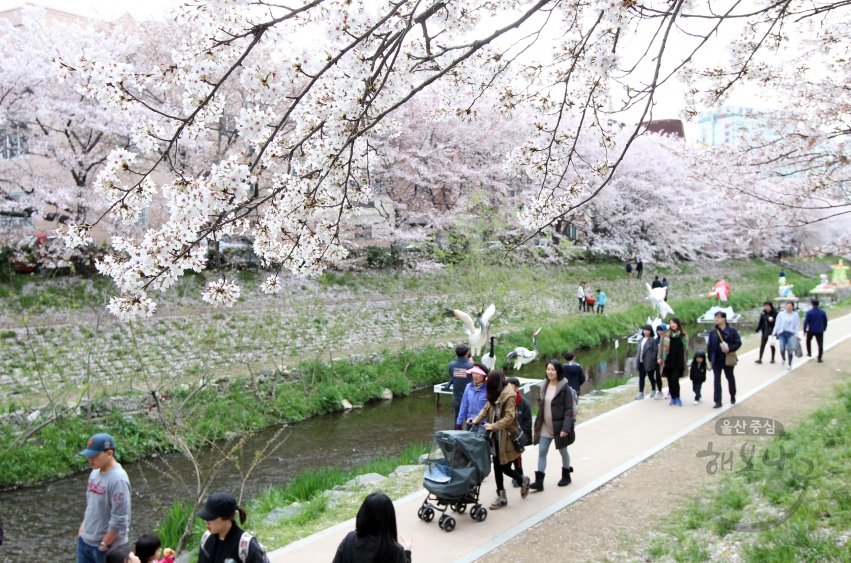제6회 궁거랑 벚꽃 한마당 의 사진