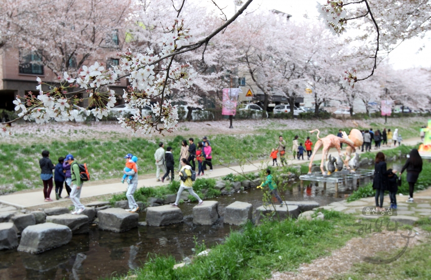 제6회 궁거랑 벚꽃 한마당 의 사진