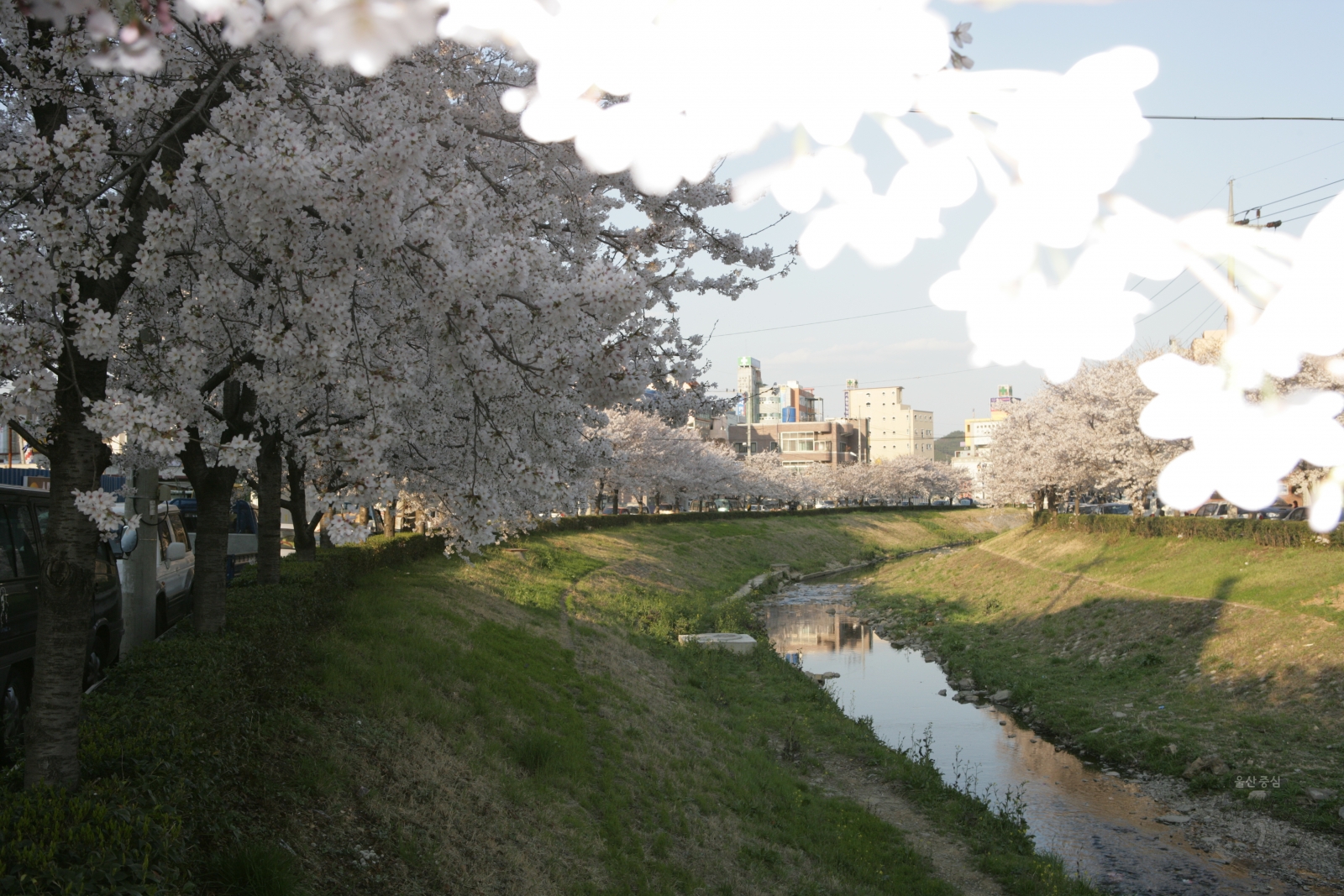 구청옆 벚꽃길 의 사진