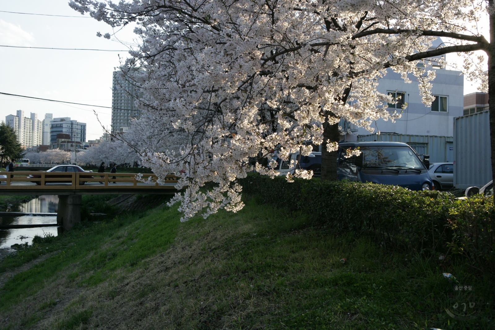 구청옆 벚꽃길 의 사진