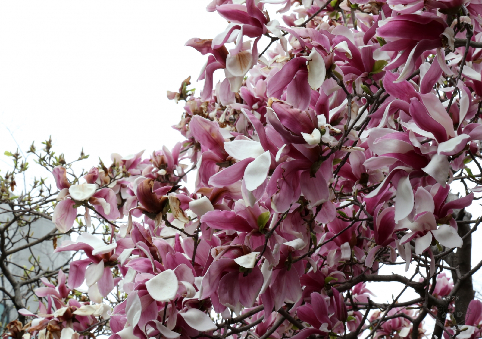 남구청 목련 및 벚꽃 의 사진