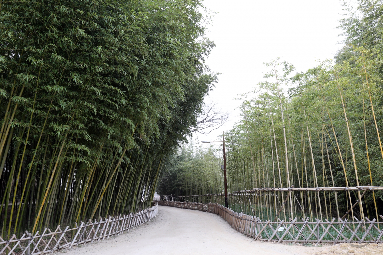 태화강국가정원 십리대숲 의 사진