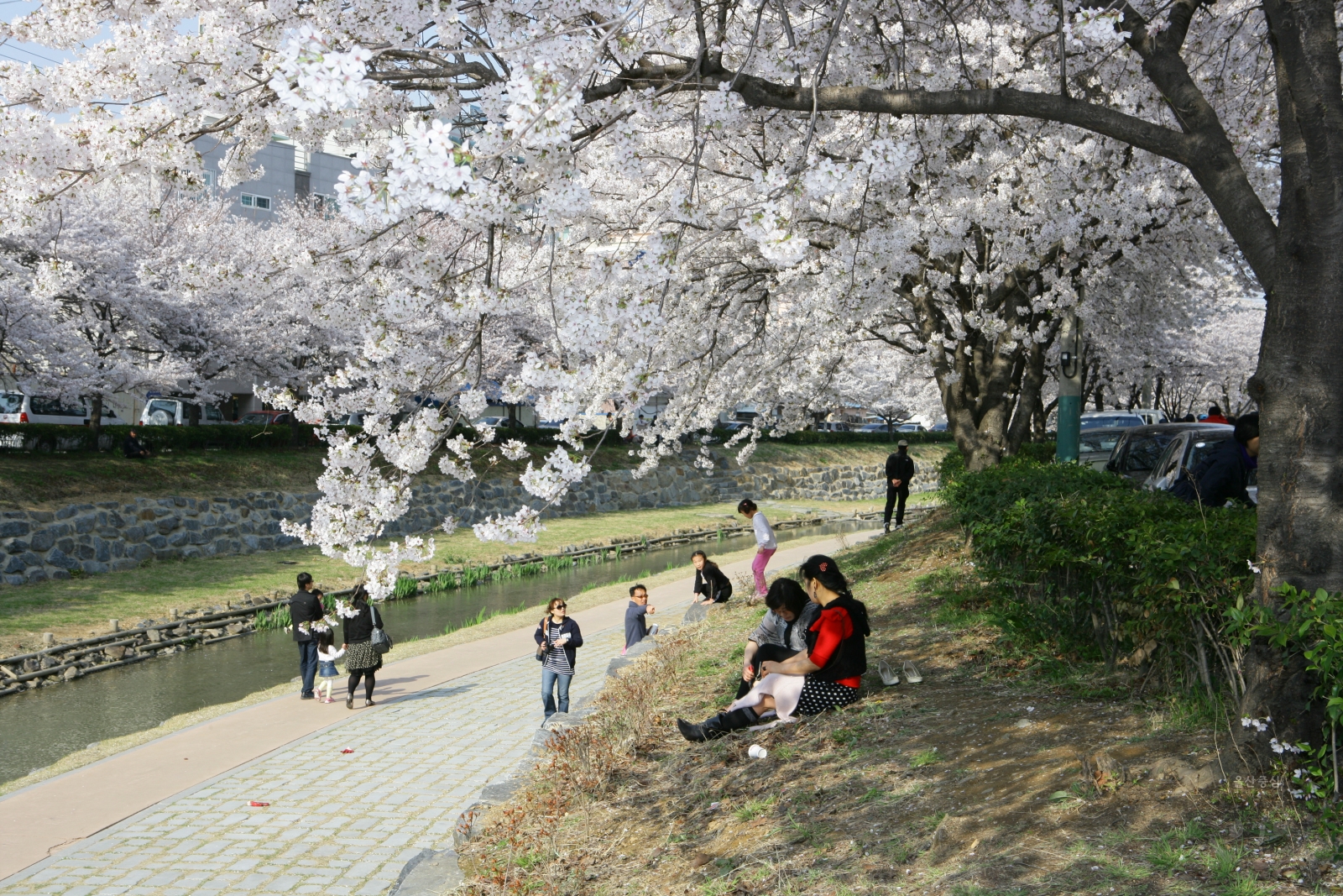 제3회 궁거랑 벚꽃 한마당 의 사진
