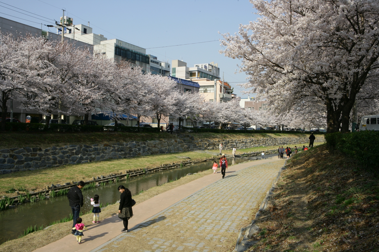 제3회 궁거랑 벚꽃 한마당 의 사진