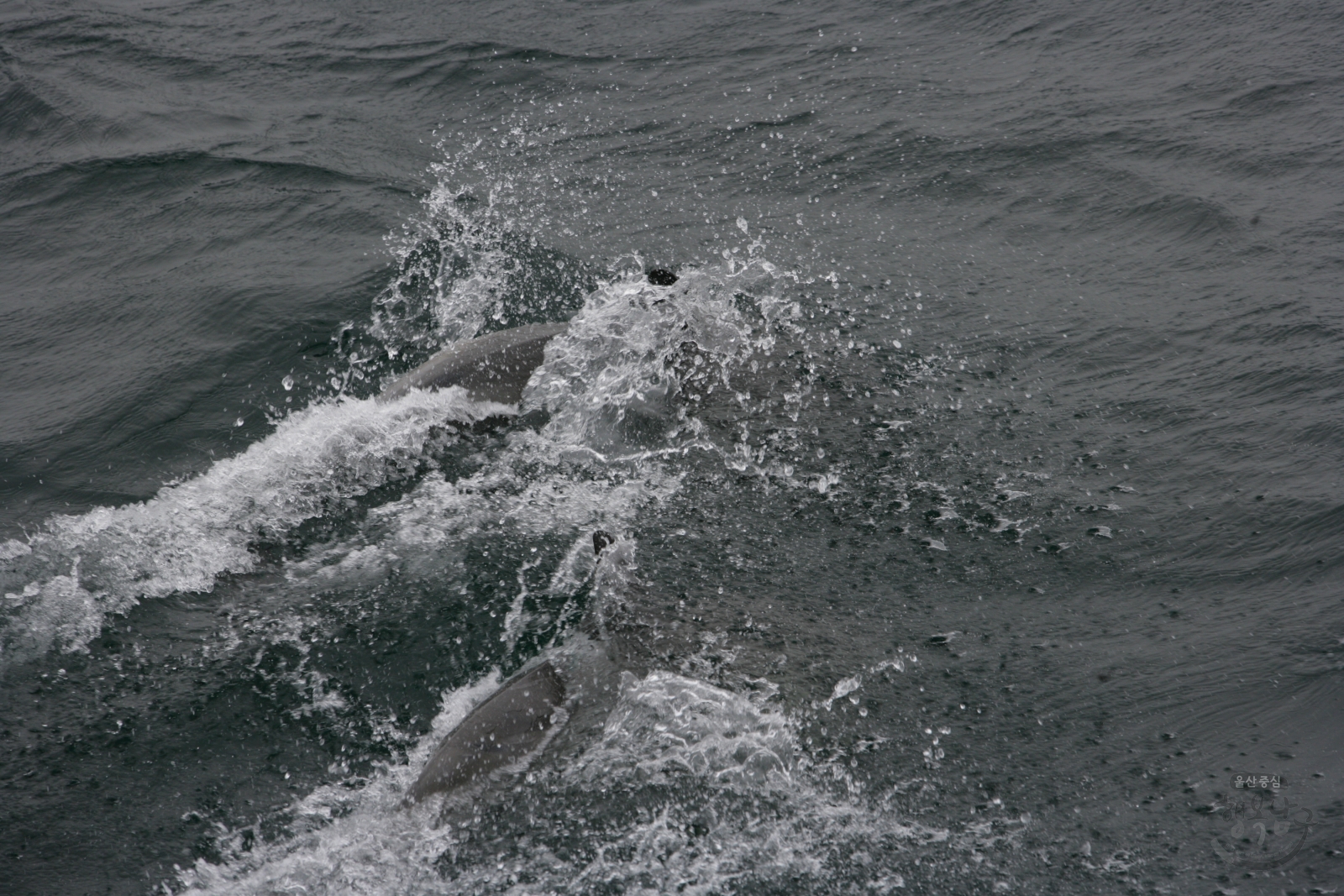 울산앞바다 돌고래 유영 의 사진