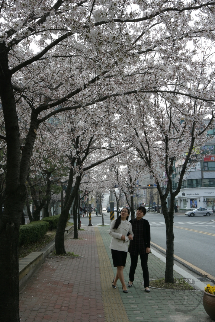 벚꽃길 의 사진
