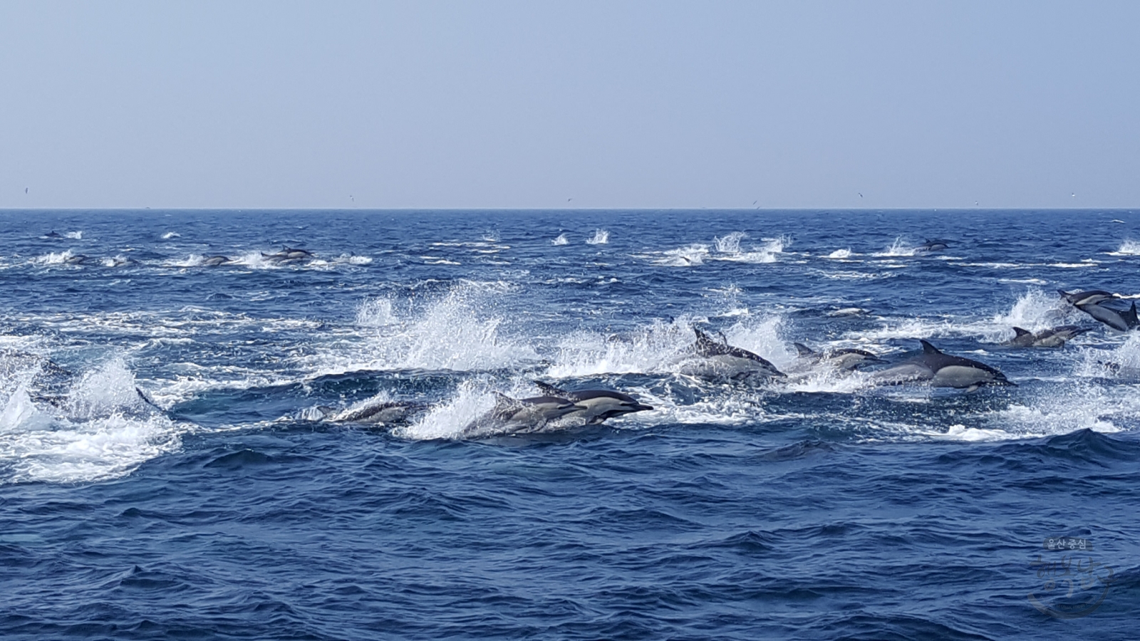 고래바다여행선 고래발견 사진 의 사진