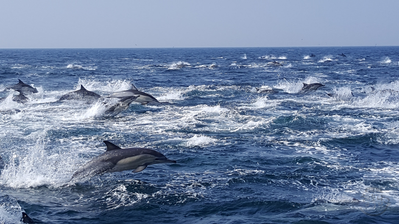 고래바다여행선 고래발견 사진 의 사진