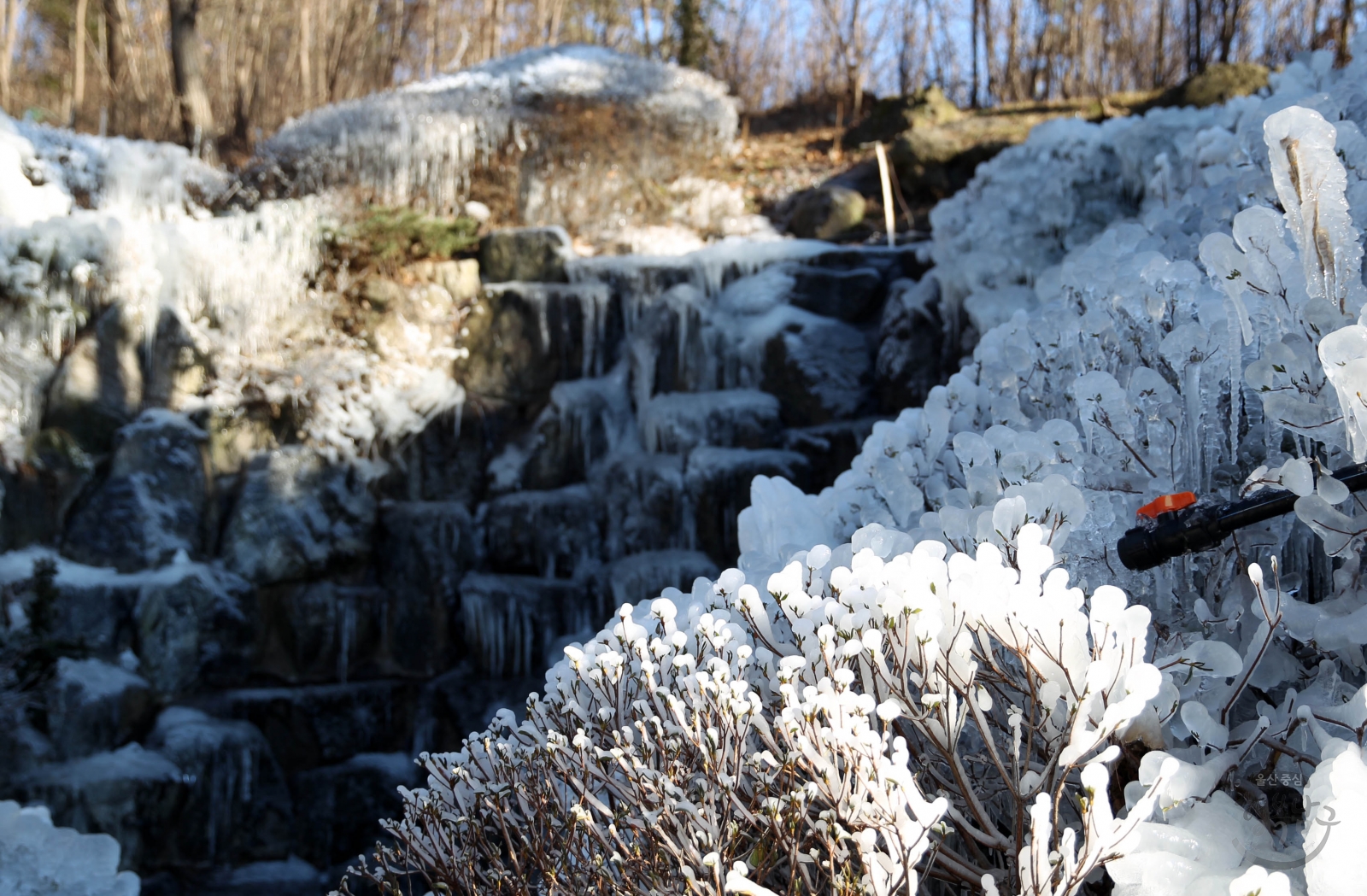 선암호수공원 겨울전경 의 사진