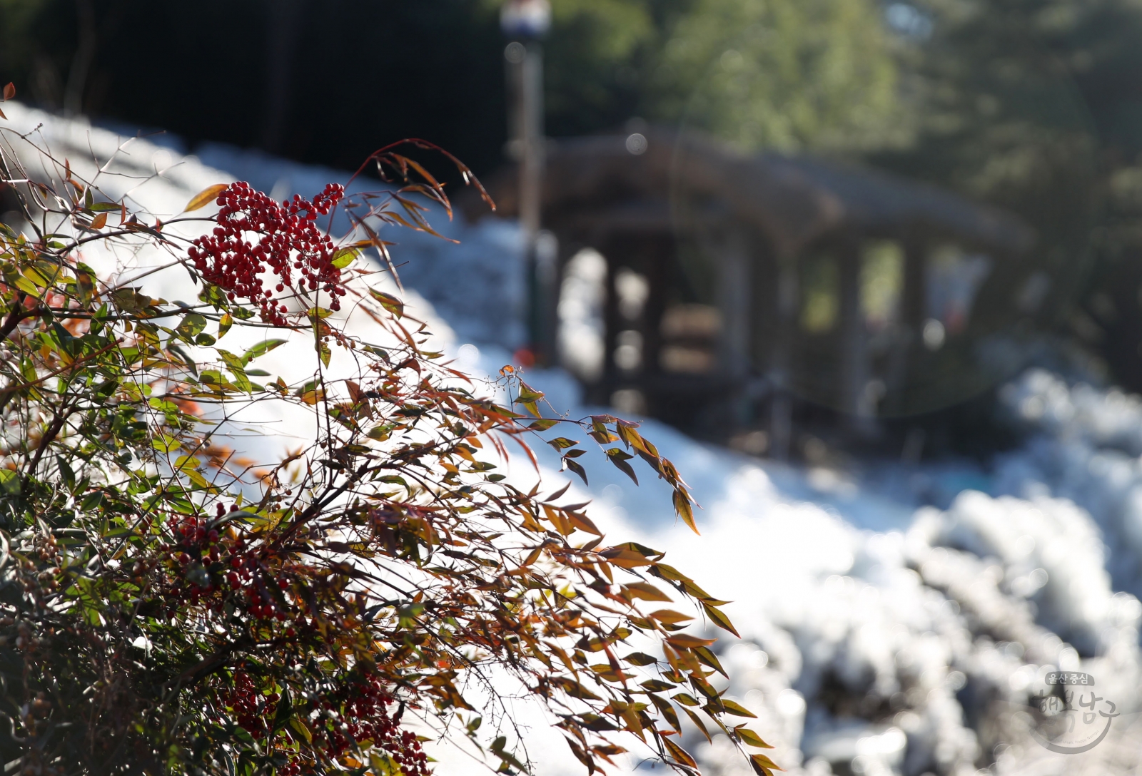 선암호수공원 겨울전경 의 사진