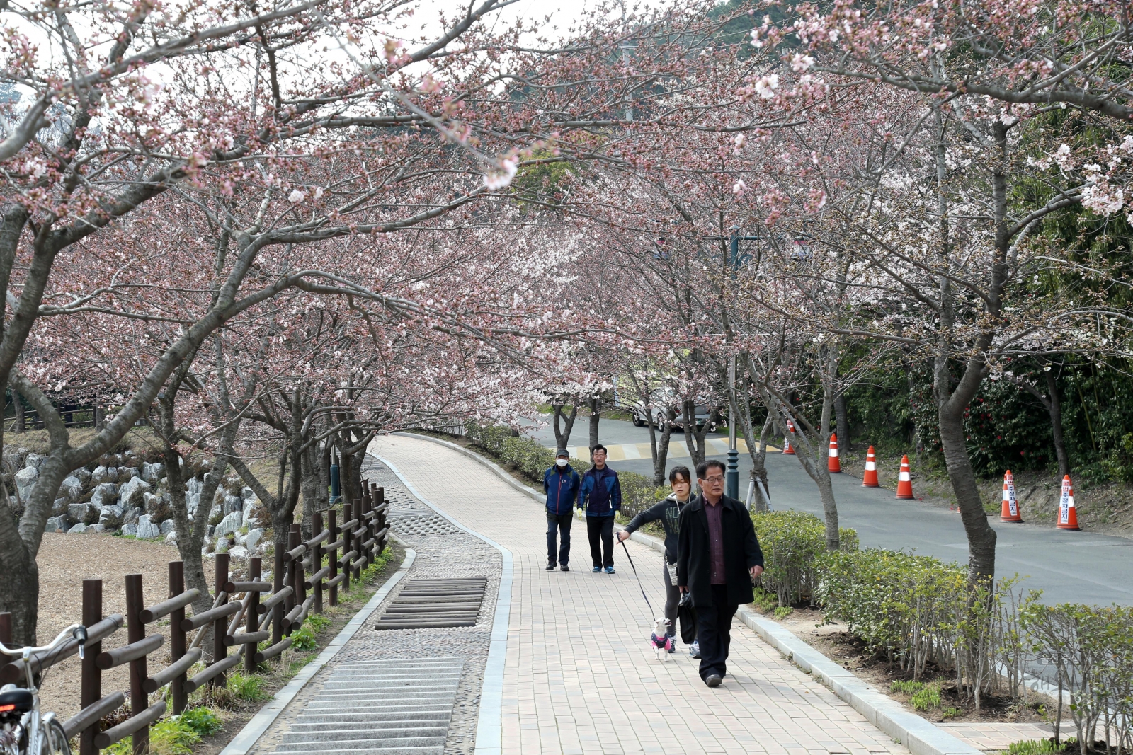 선암호수공원 벚꽃 개나리 전경 의 사진