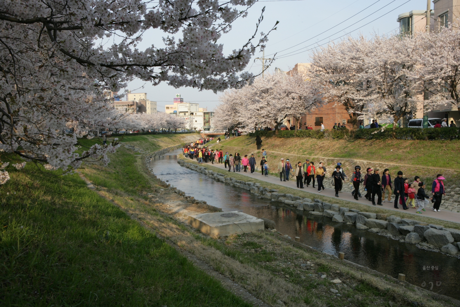 제1회 궁거랑 벚꽃한마당 의 사진
