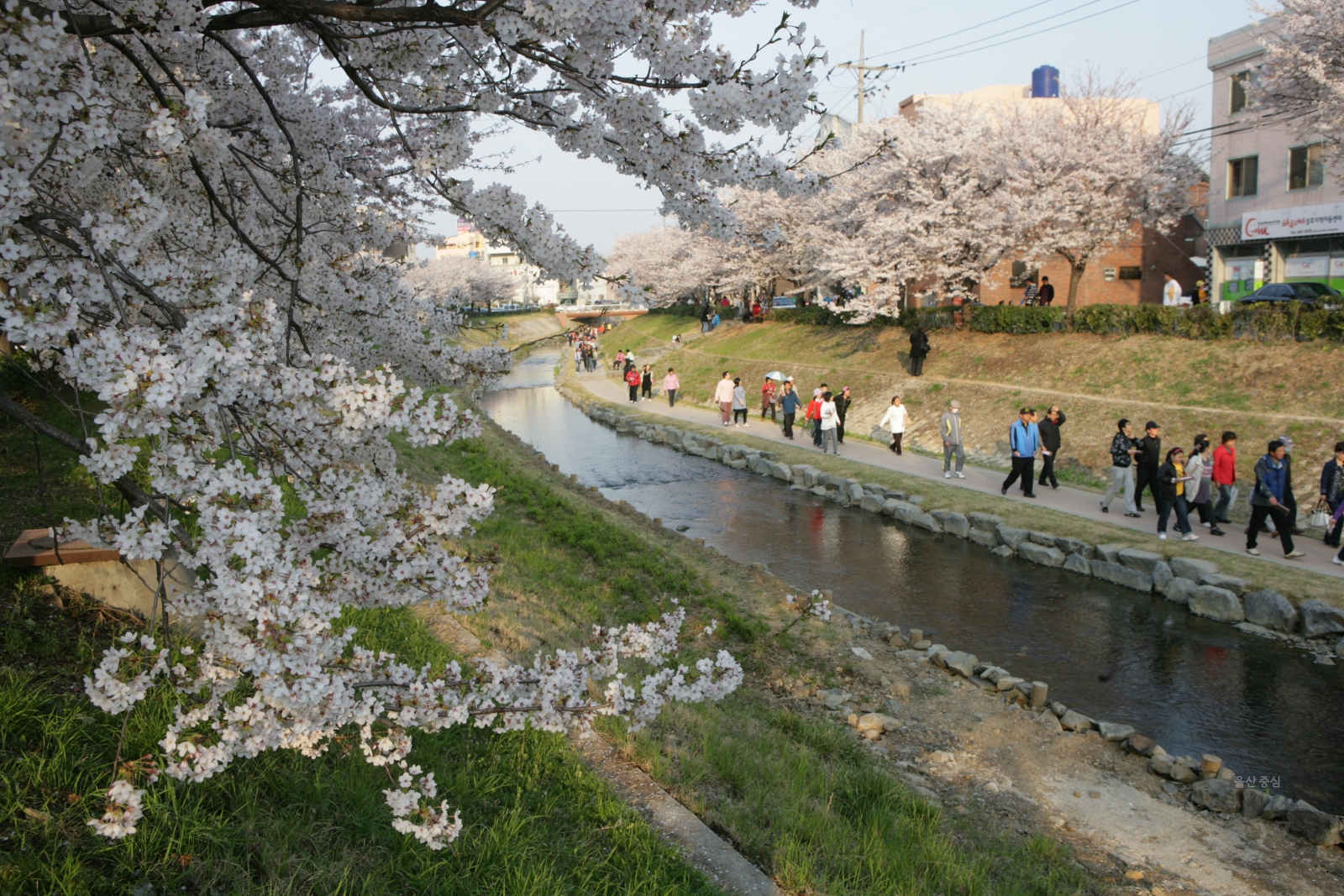 제1회 궁거랑 벚꽃한마당 의 사진