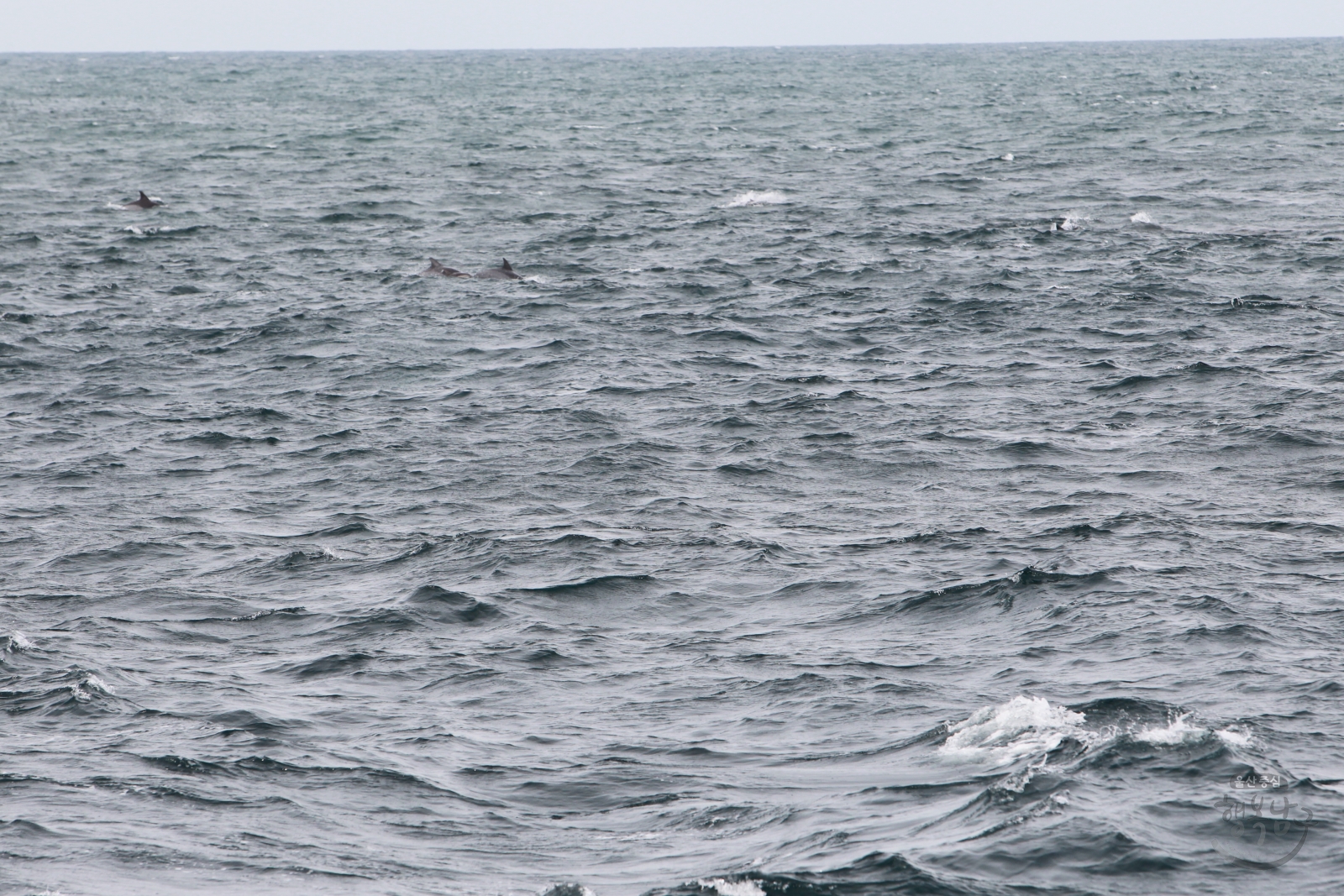 참돌고래 발견 의 사진