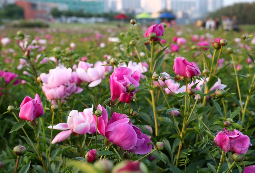 태화강 봄꽃 대향연 의 사진