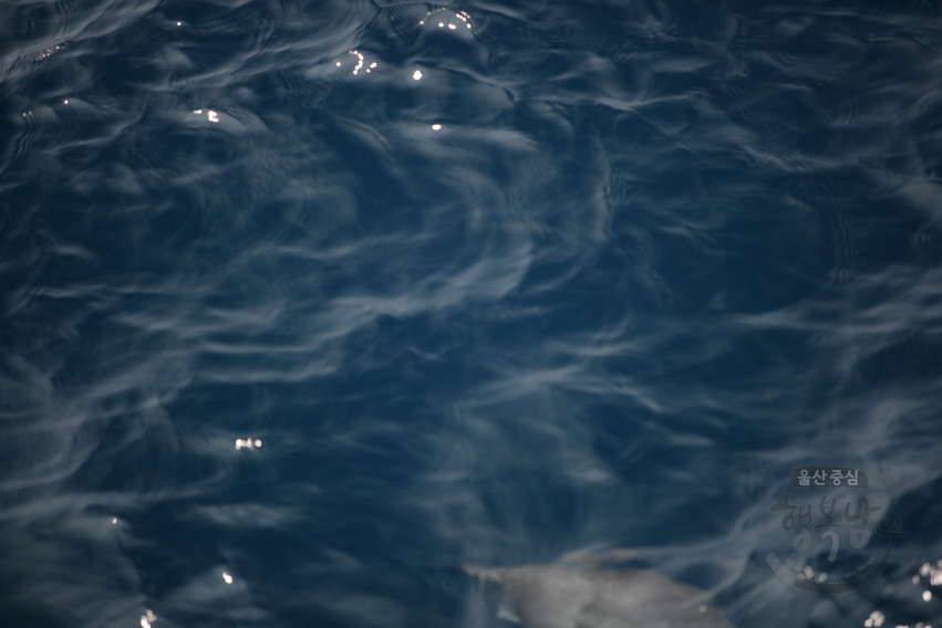 참돌고래떼 의 사진