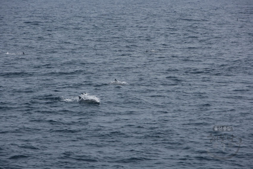 참돌고래떼 의 사진