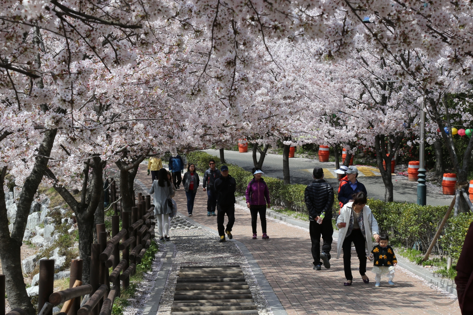 제7회 궁거랑 벚꽃 한마당 의 사진