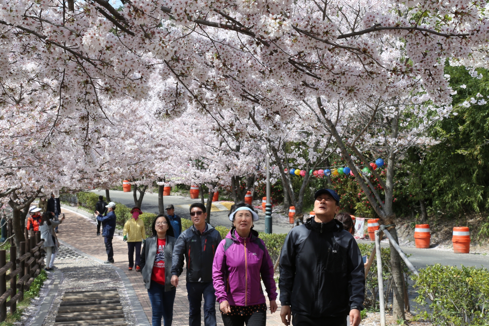제7회 궁거랑 벚꽃 한마당 의 사진