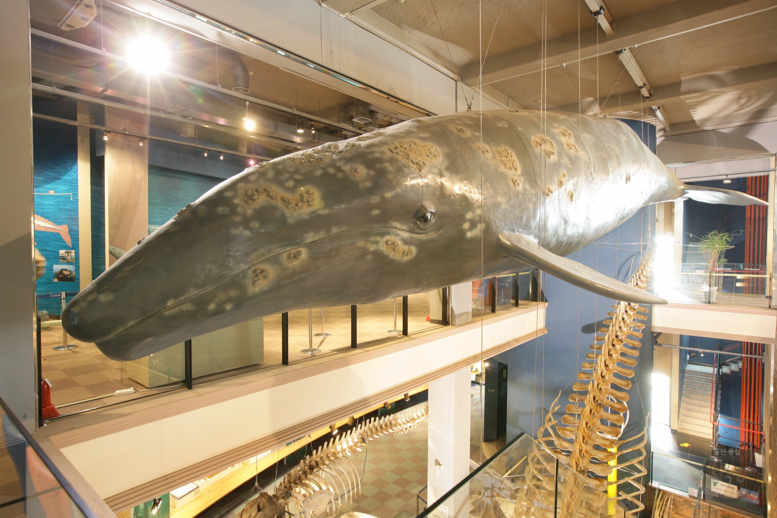 장생포 고래박물관 내부 의 사진
