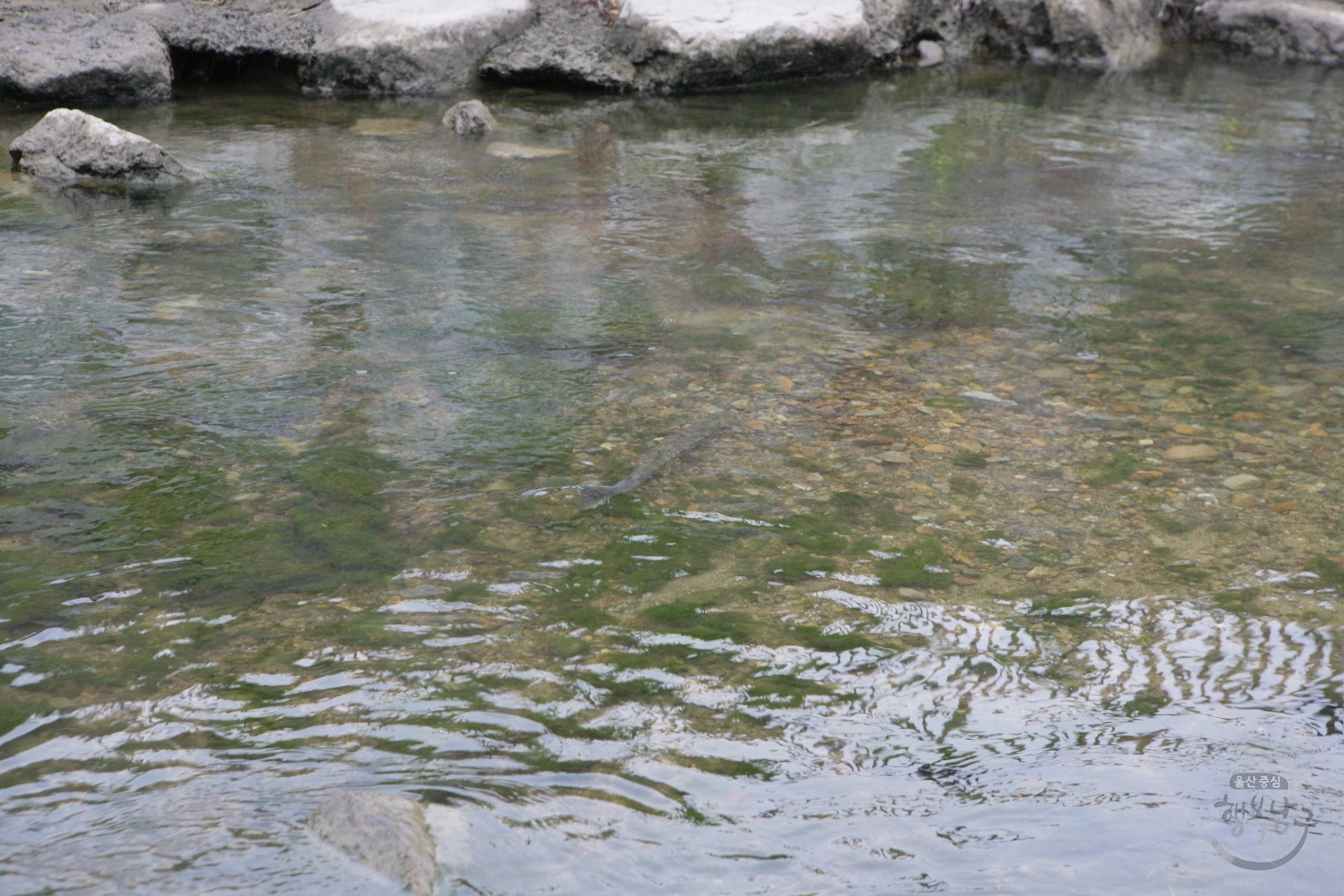 무거천 연어 의 사진