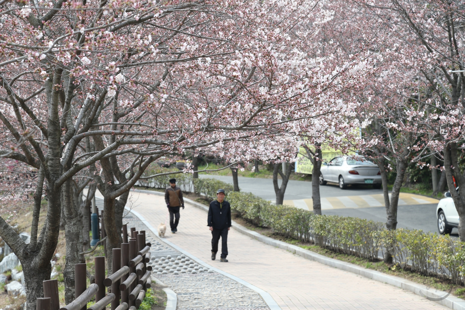 선암호수공원 벚꽃 개나리 전경 의 사진