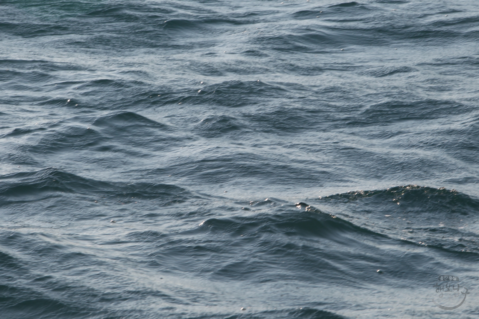큰돌고래 고어진 방류 의 사진