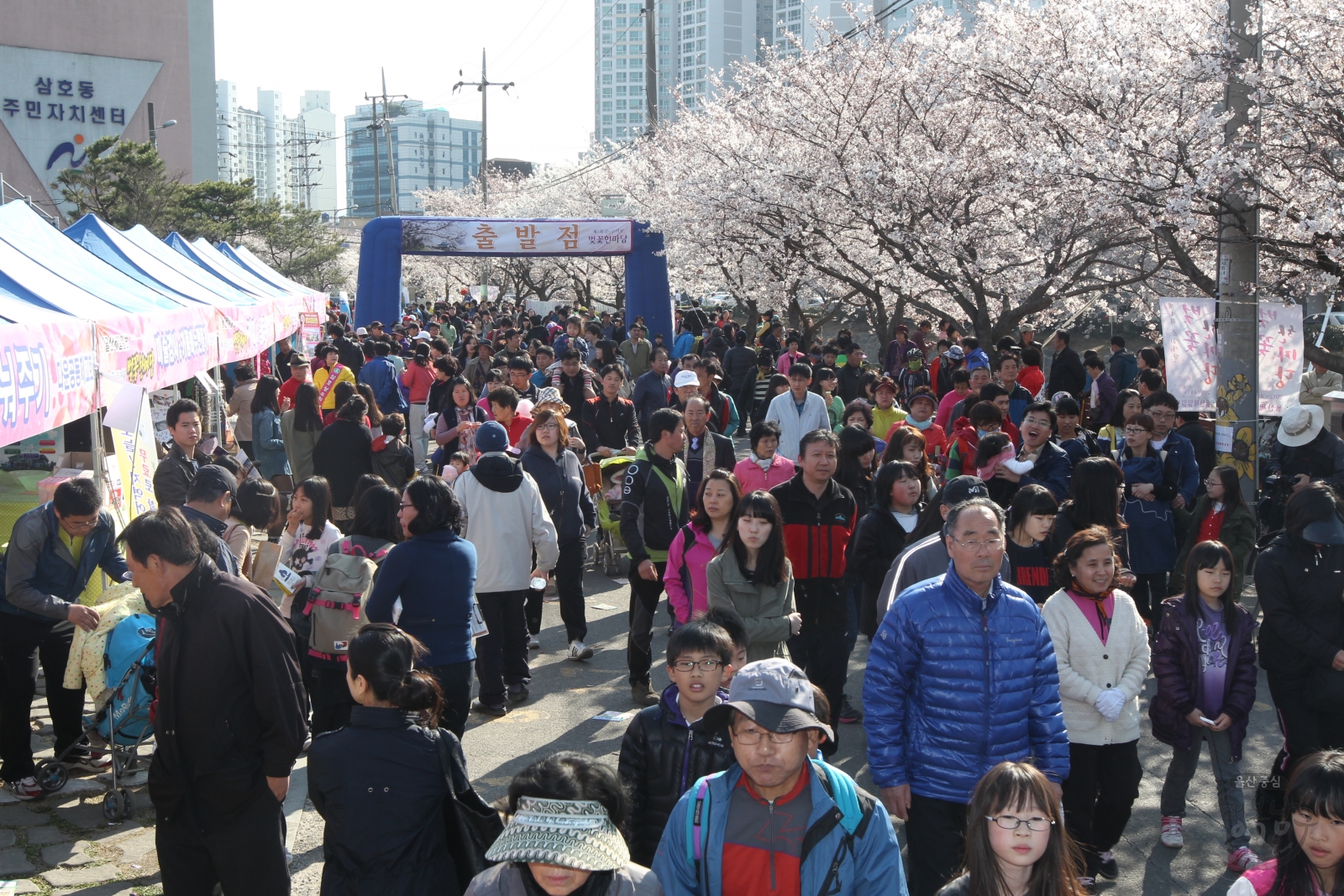 2012 궁거랑 벚꽃축제 의 사진