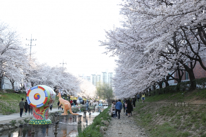 궁거랑 벚꽃 한마당 의 사진