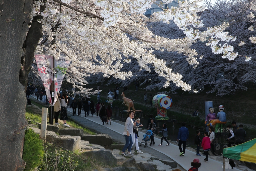 궁거랑 벚꽃 한마당 의 사진