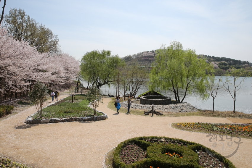 선암호수공원 벚꽃 의 사진