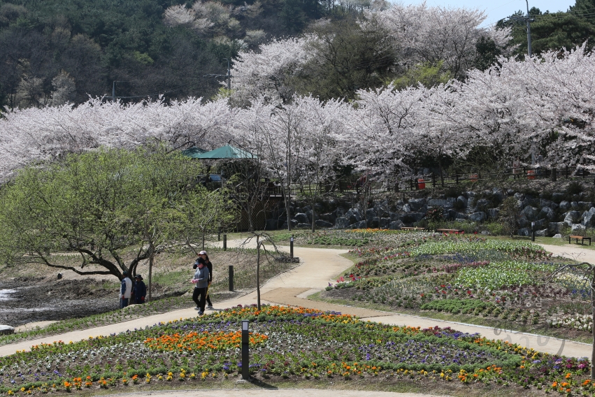 선암호수공원 벚꽃 의 사진
