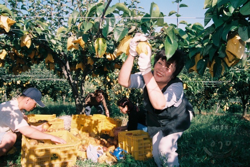 9월 소식지 (신정 1.3동, 대나리 문화회관, 달동, 가을수확(벌초)(추석철) 의 사진