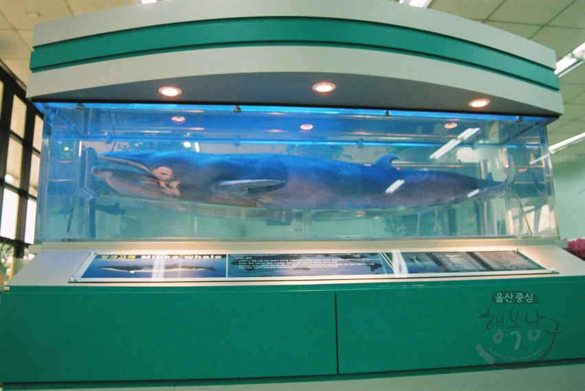밍크고래 표본 새롭게 전시 의 사진