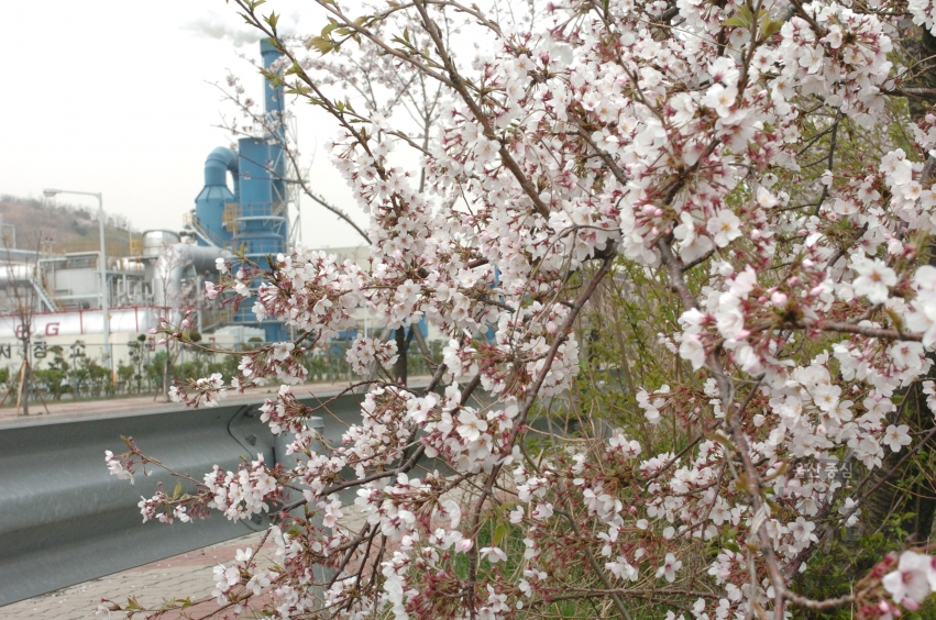 도심 벚꽃 풍경 의 사진