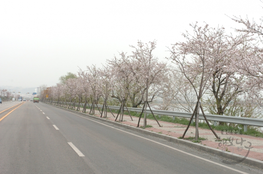도심 벚꽃 풍경 의 사진