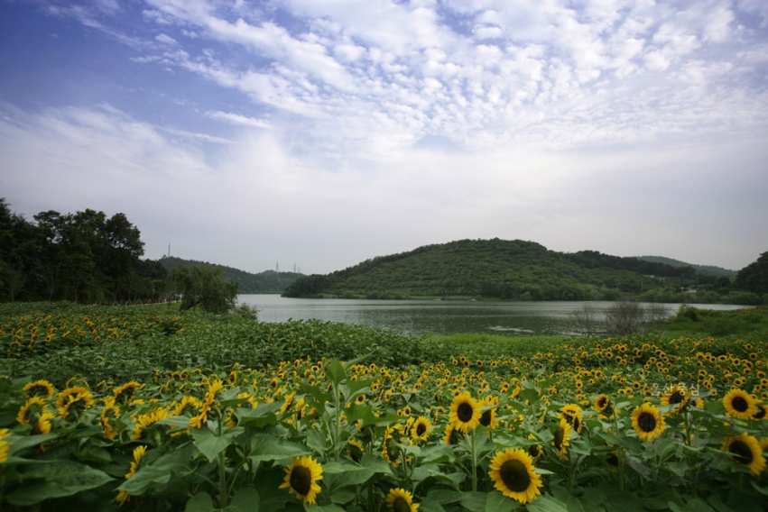 선암수변공원 해바라기 의 사진