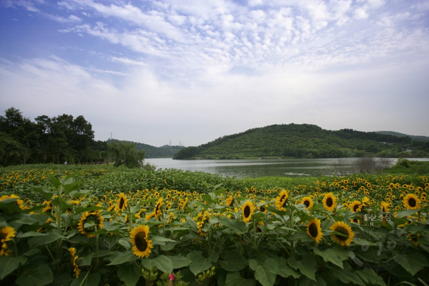 선암수변공원 해바라기 의 사진