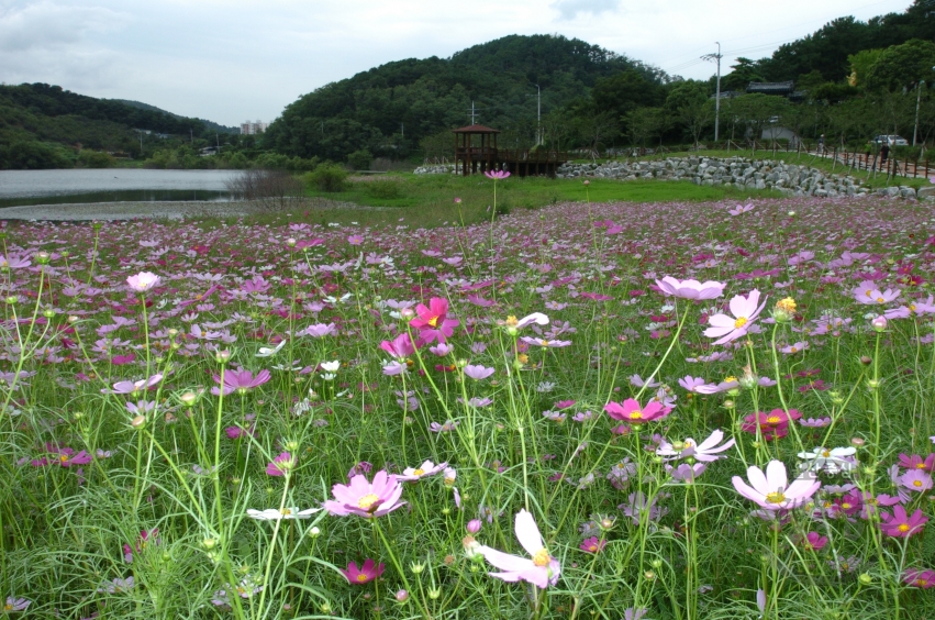 선암수변공원 가을풍경 의 사진