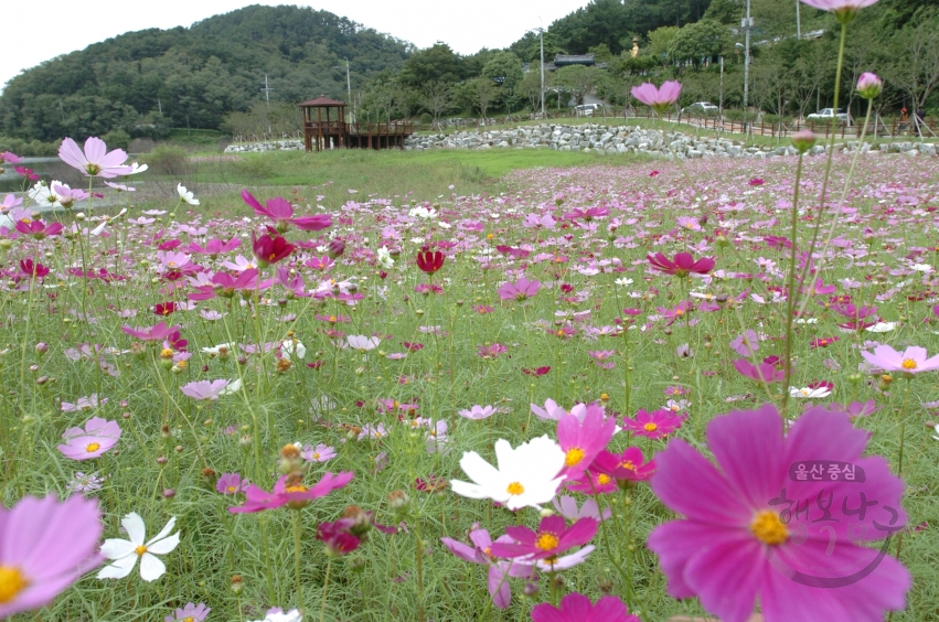 선암수변공원 가을풍경 의 사진