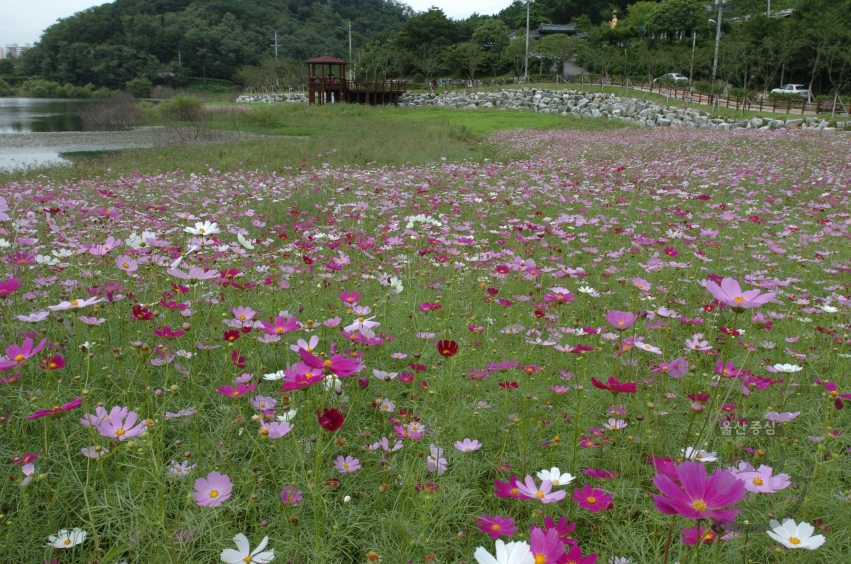 선암수변공원 가을풍경 의 사진