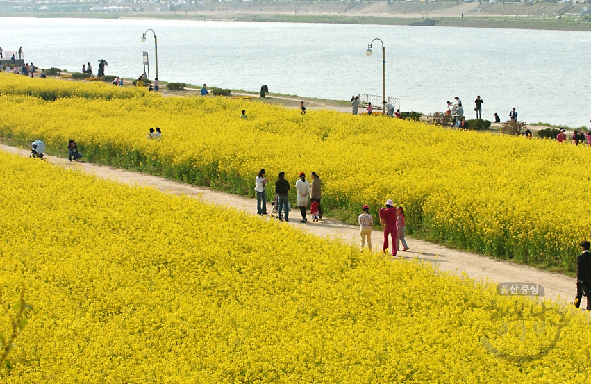 태화강변 유채꽃 의 사진