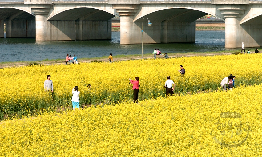태화강변 유채꽃 의 사진