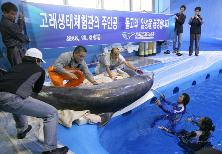 고래생태체험관 참돌고래 의 사진