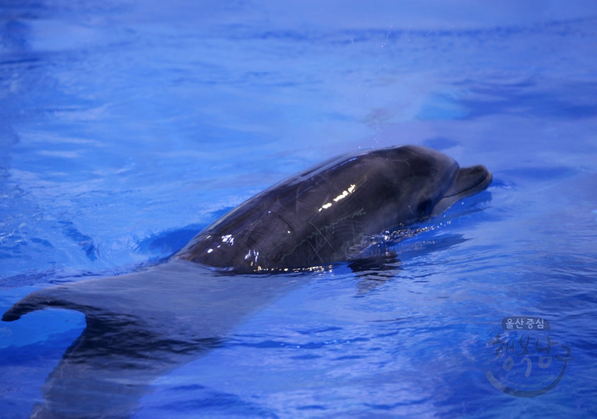고래생태체험관 참돌고래 의 사진