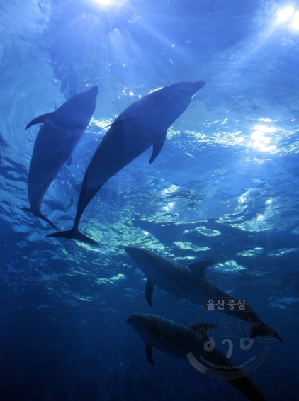 고래생태체험관 돌고래 의 사진