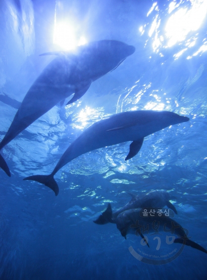 고래생태체험관 돌고래 의 사진