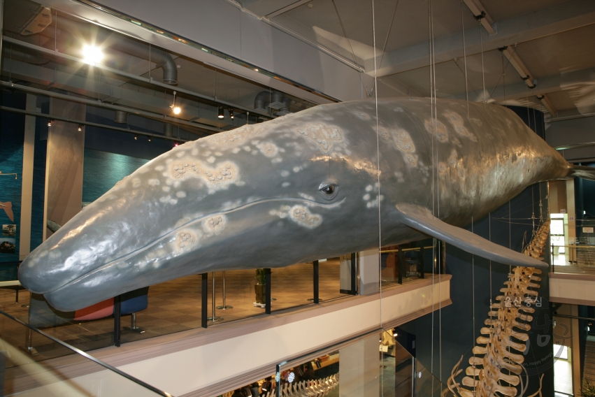 장생포고래박물관 내부 의 사진